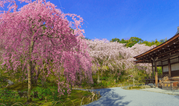 天龍寺の桜