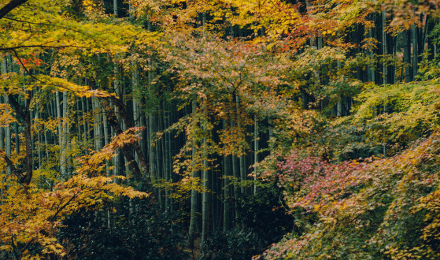 圓光寺の応挙竹林（紅葉）