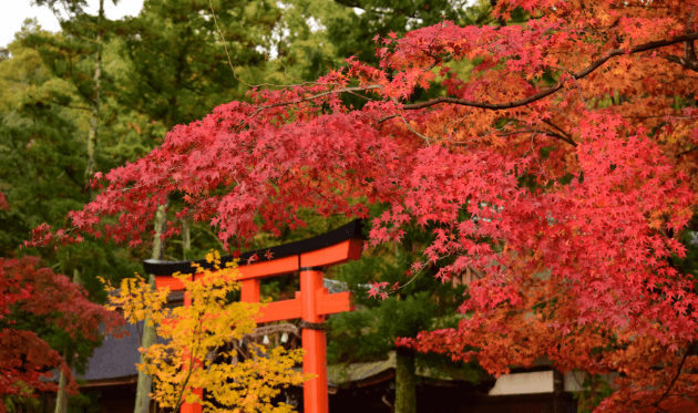 奈良鳥居の紅葉.png