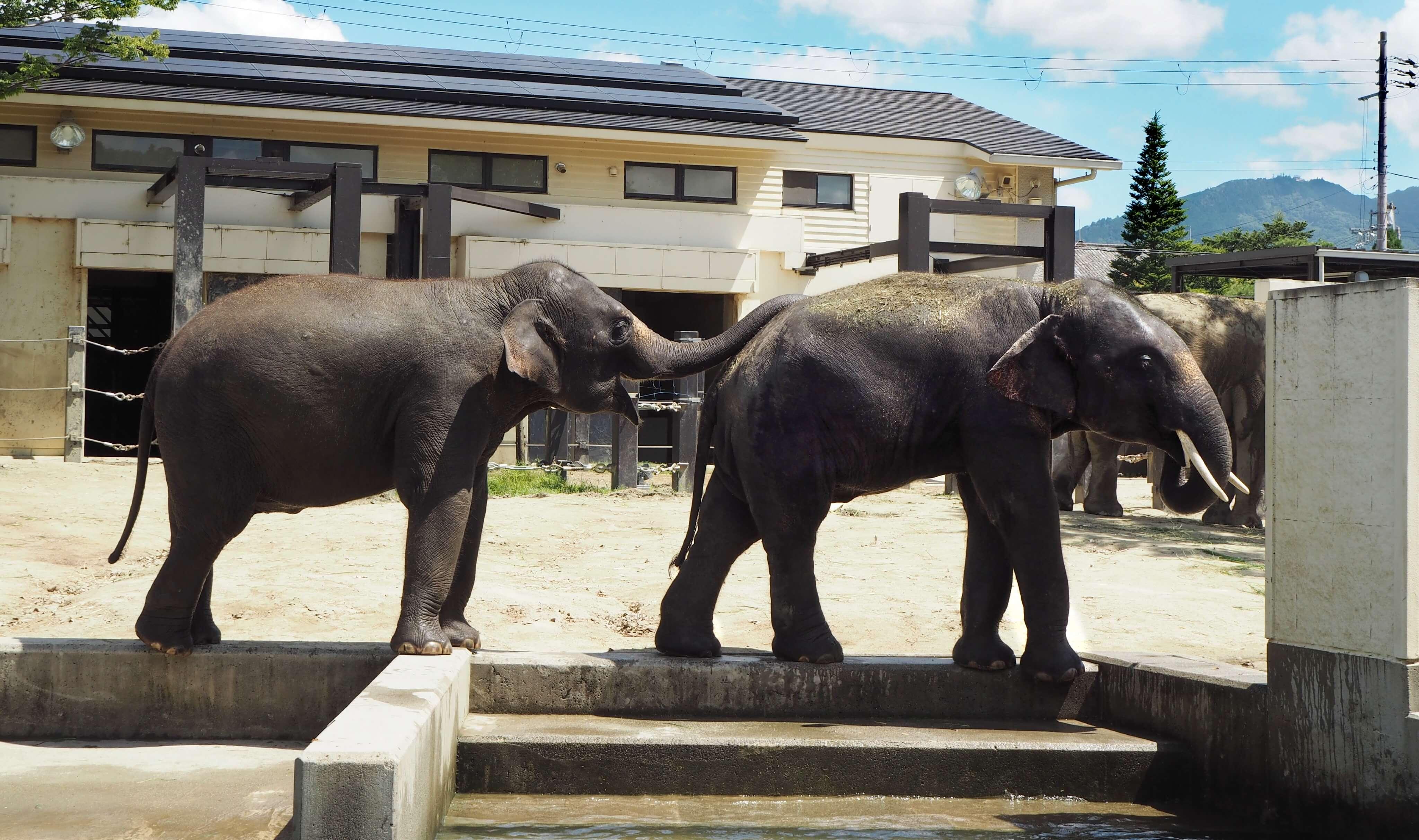 京都市動物園 ゾウの森.jpg