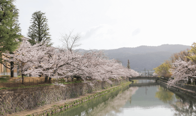 岡崎疏水の桜