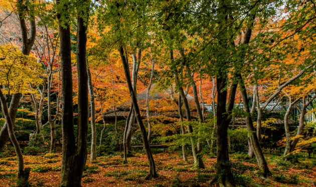 祇王寺の草庵と紅葉