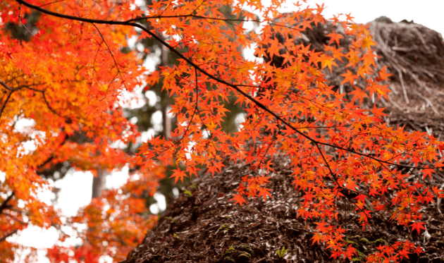 華厳寺（鈴虫寺）の紅葉