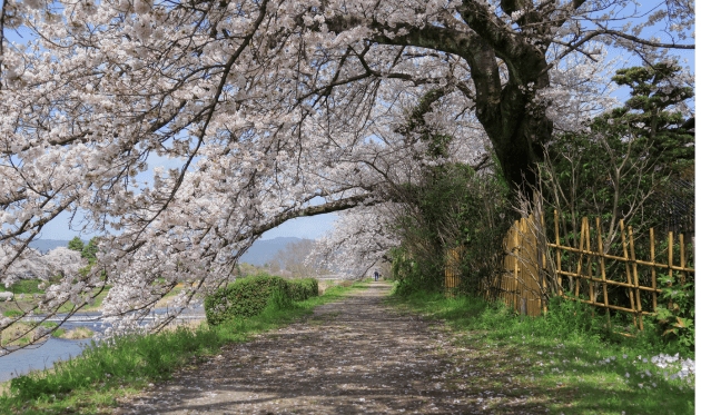 出町柳の桜