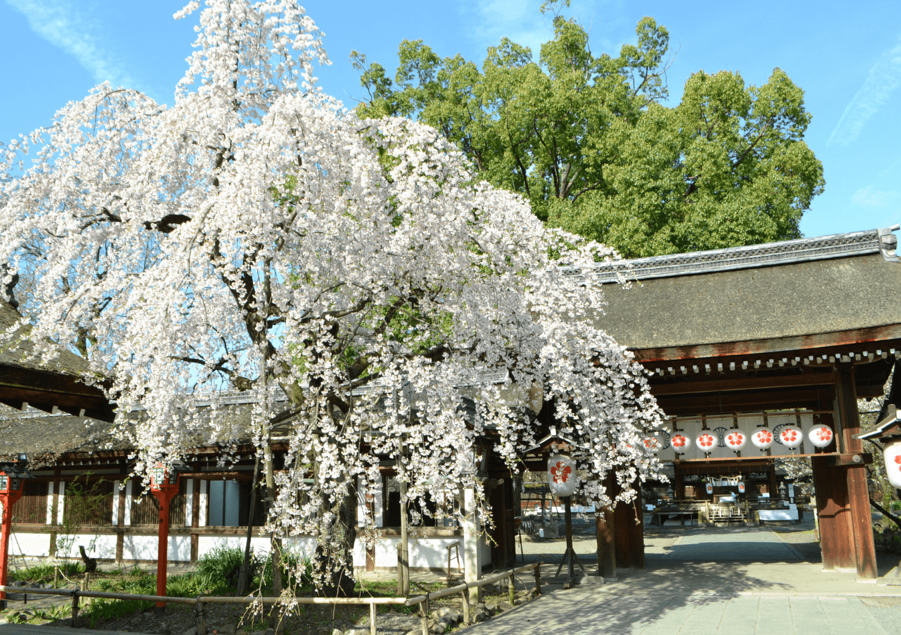 京都 北野 平野神社 の見どころ 江戸時代から伝わる桜の名所 The Thousand Kyoto ザ サウザンド京都 宿泊 観光に最適な京都駅徒歩2分のラグジュアリーホテル 公式