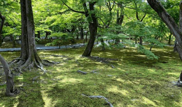 東福寺の青もみじ