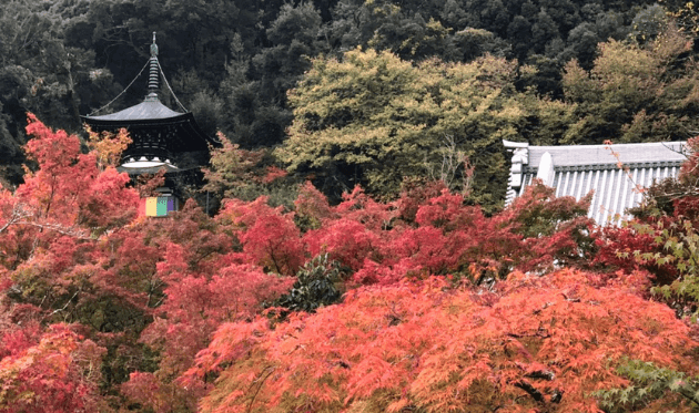 永観堂 多宝塔と紅葉.png