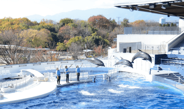 京都水族館のイルカパフォーマンス