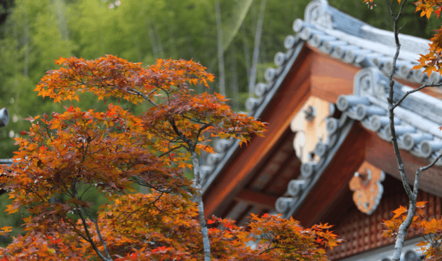 華厳寺（鈴虫寺）の紅葉