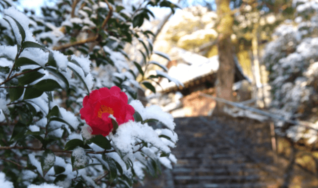 冬の華厳寺（鈴虫寺）