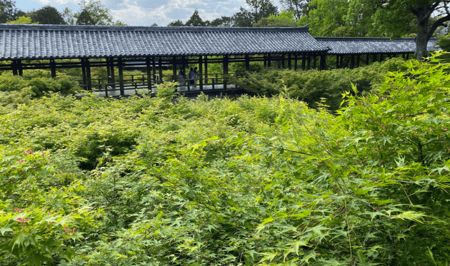 東福寺青もみじと通天橋