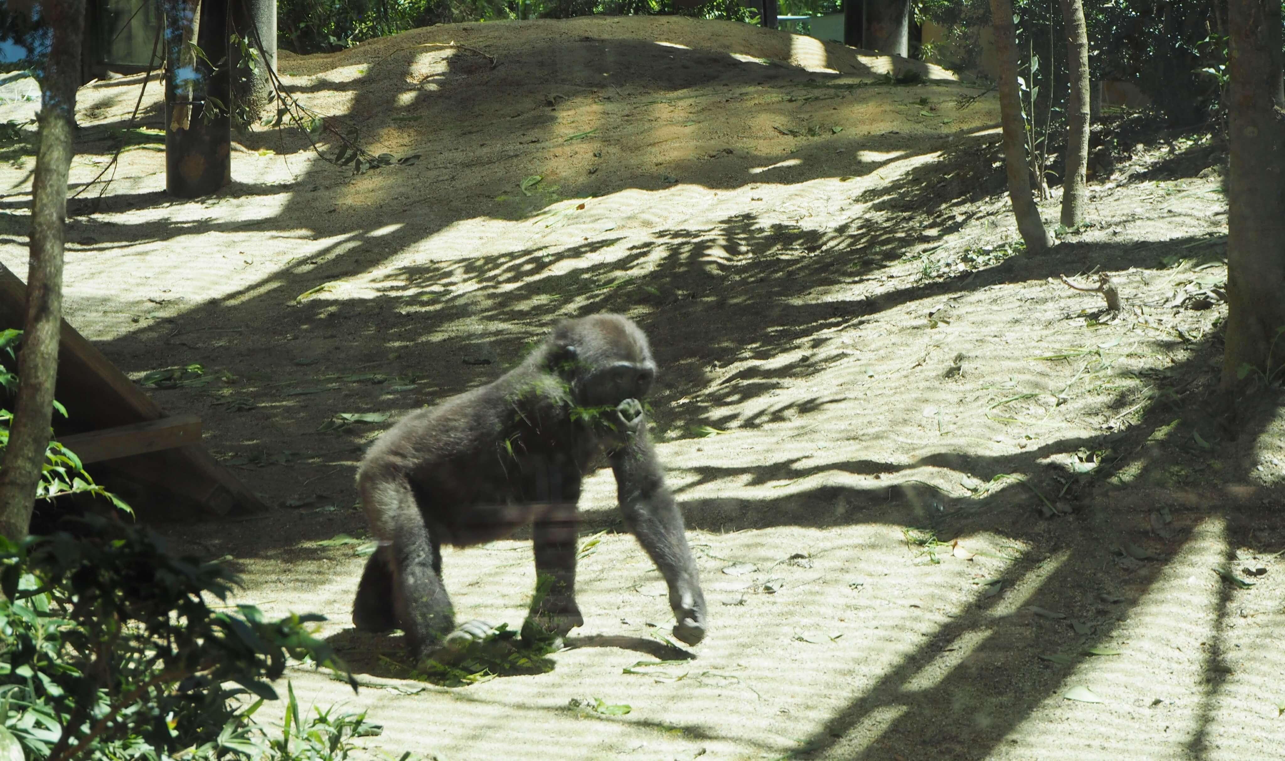 京都市動物園 ゴリラの森.jpg