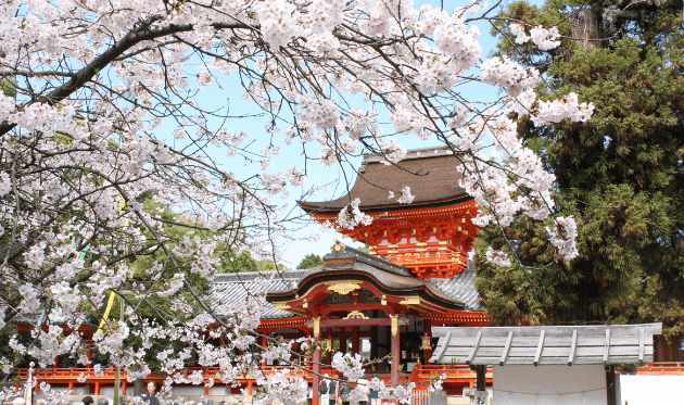 石清水八幡宮の社殿と桜.png