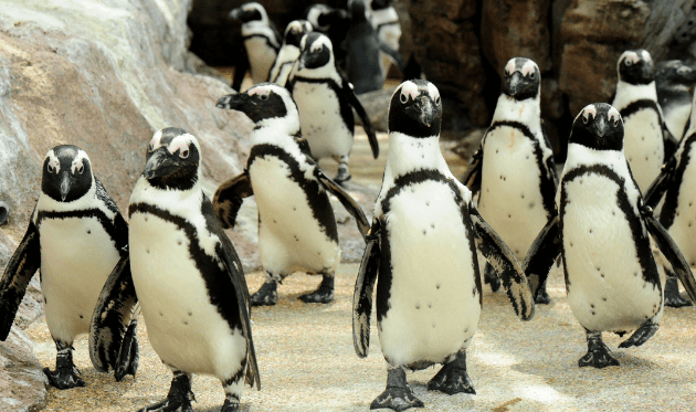 京都水族館 歩くペンギン