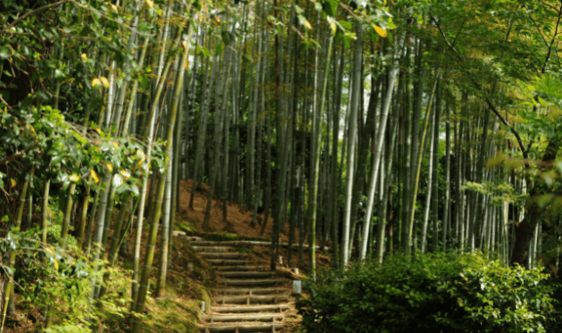 高台寺の竹林1