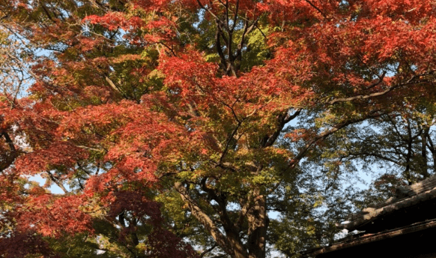 石清水八幡宮の紅葉