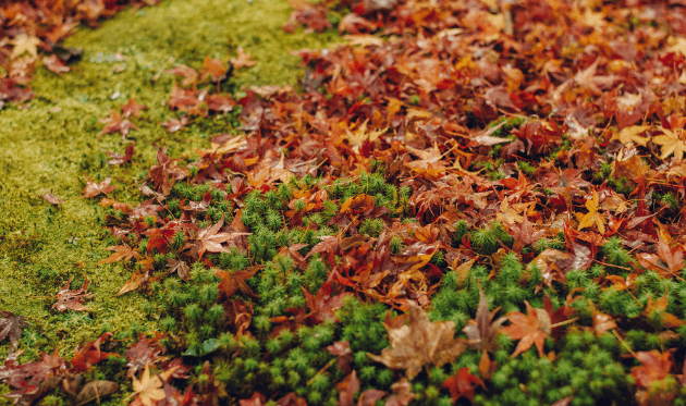圓光寺の散り紅葉と苔