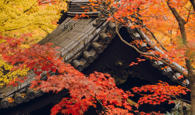 圓光寺の本堂（紅葉）