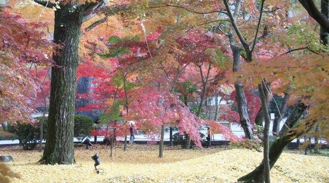 永観堂 禅林寺 のみどころ 約3 000本のカエデを誇る紅葉の名所 The Thousand Kyoto ザ サウザンドキョウト 宿泊 観光に最適な京都駅徒歩2分のラグジュアリーホテル 公式 永観堂 禅林寺 のみどころ 約3 000本のカエデを誇る紅葉の名所 The Thousand Kyoto ザ サウザンドキョウト 宿泊 観光に最適な京都駅徒歩2分のラグジュアリーホテル 公式