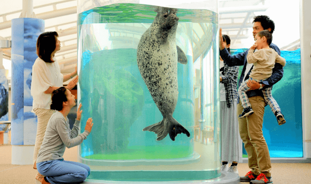 京都水族館のゴマフアザラシ
