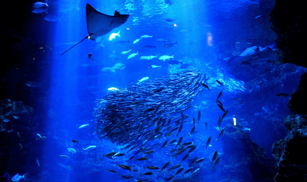 京都水族館の京の大水槽