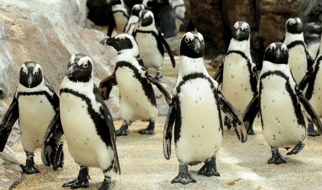 京都水族館 ケープペンギン