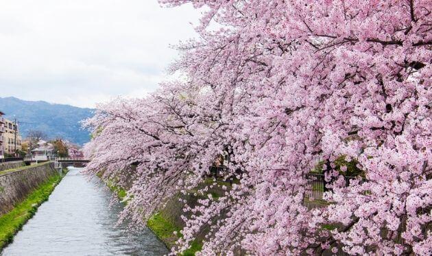北野天満宮 の観光 見どころ 学業成就の天満宮 The Thousand Kyoto ザ サウザンドキョウト 宿泊 観光 に最適な京都駅徒歩2分のラグジュアリーホテル 公式