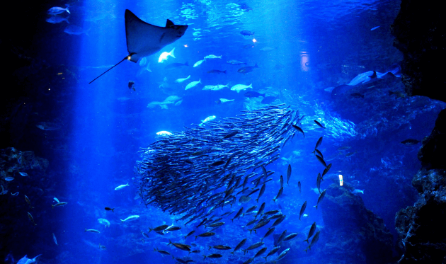 京都水族館の大水槽