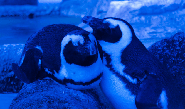 京都水族館の夜のすいぞくかん