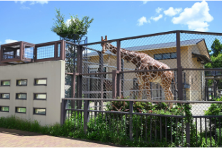 「京都市動物園」の観光・見どころ｜人気者の集まる動物園イメージ>