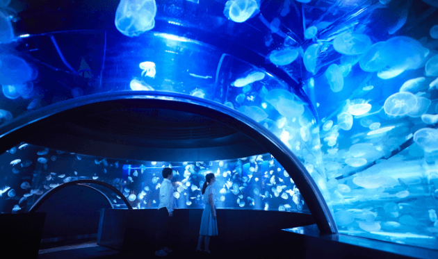 京都水族館のクラゲ
