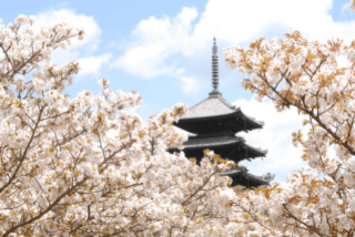 「仁和寺」の観光・見どころ｜御室桜で名高い世界遺産の古刹イメージ>