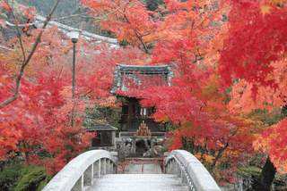 永観堂（禅林寺）の見どころ｜約3,000本のカエデを誇る紅葉の名所イメージ>