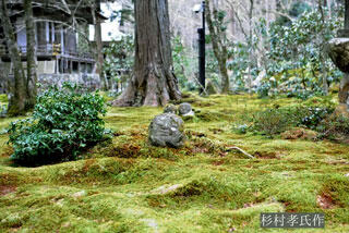 人気観光スポット「三千院」の見どころ｜美しく苔むした庭園イメージ>