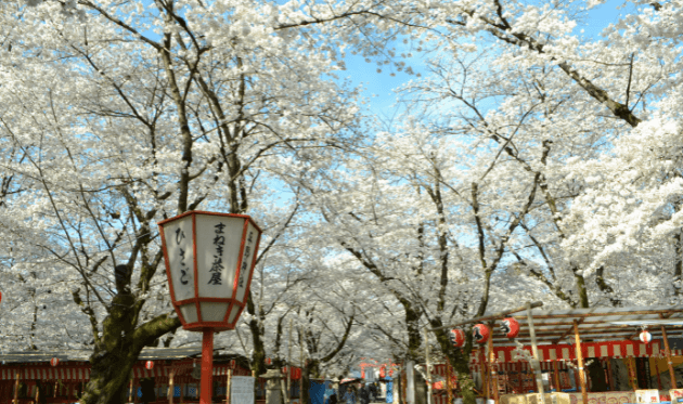 平野神社の桜苑