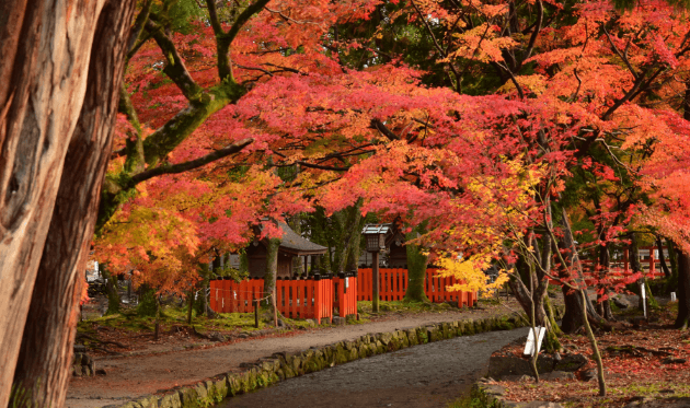 ならの小川の散り紅葉.png