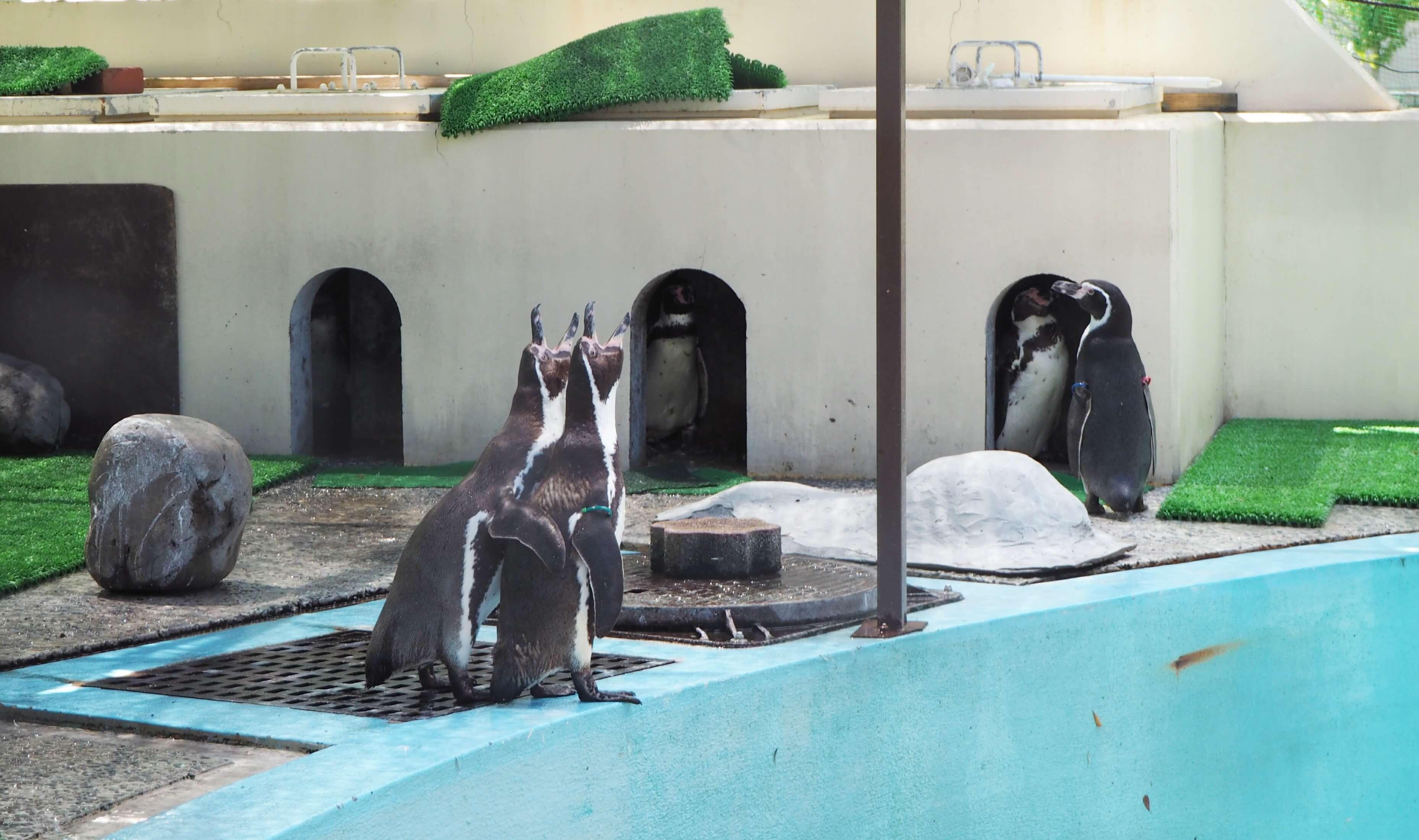 京都動物園 おとぎの国 フンボルトペンギン .jpg