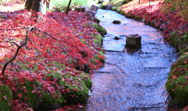 永観堂の小川と紅葉