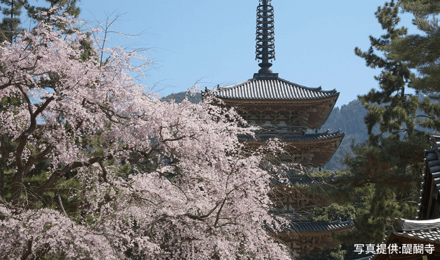 醍醐寺　五重塔　桜 (1).png