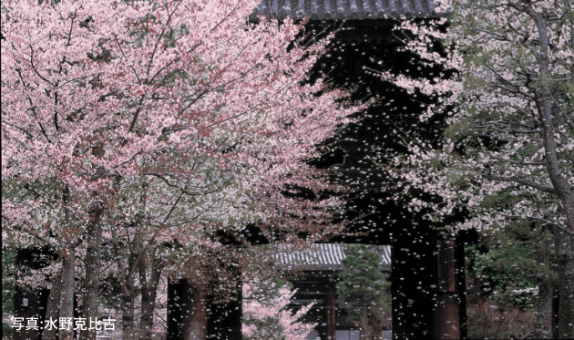 金戒光明寺 桜 (1).png