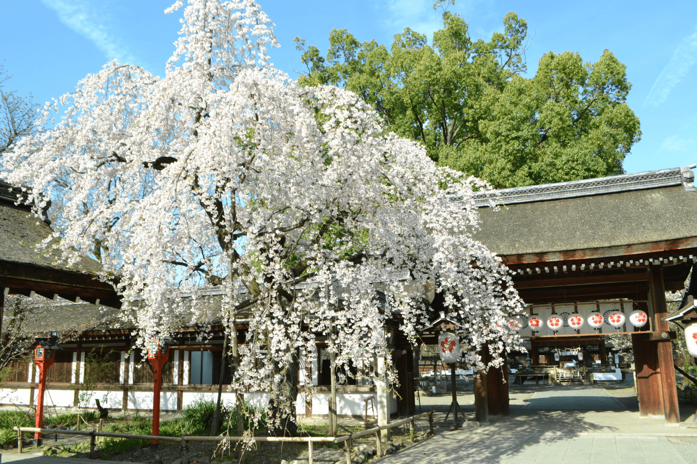 平野神社の境内メイン画像