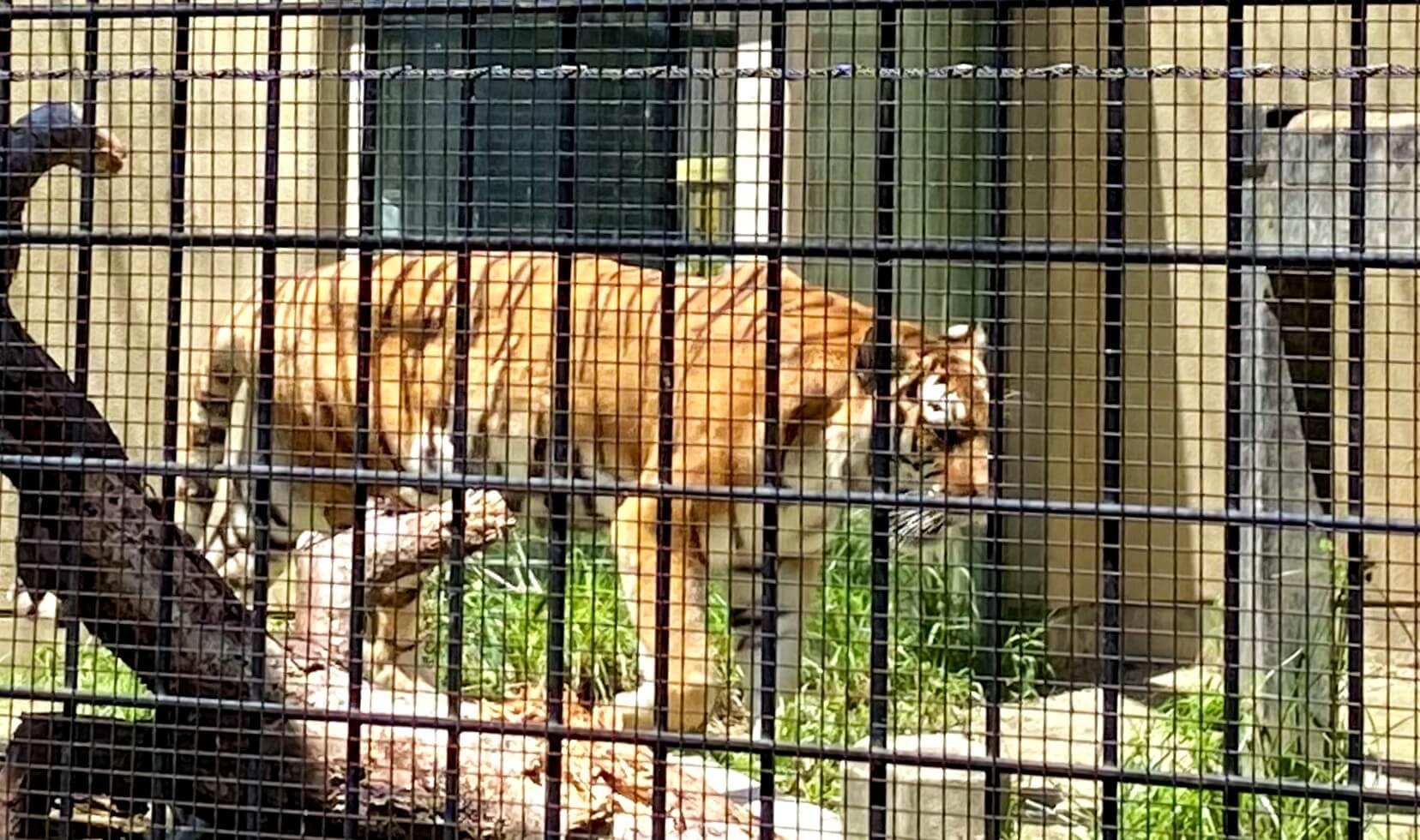 京都市動物園 もうじゅうワールド トラ舎.jpg