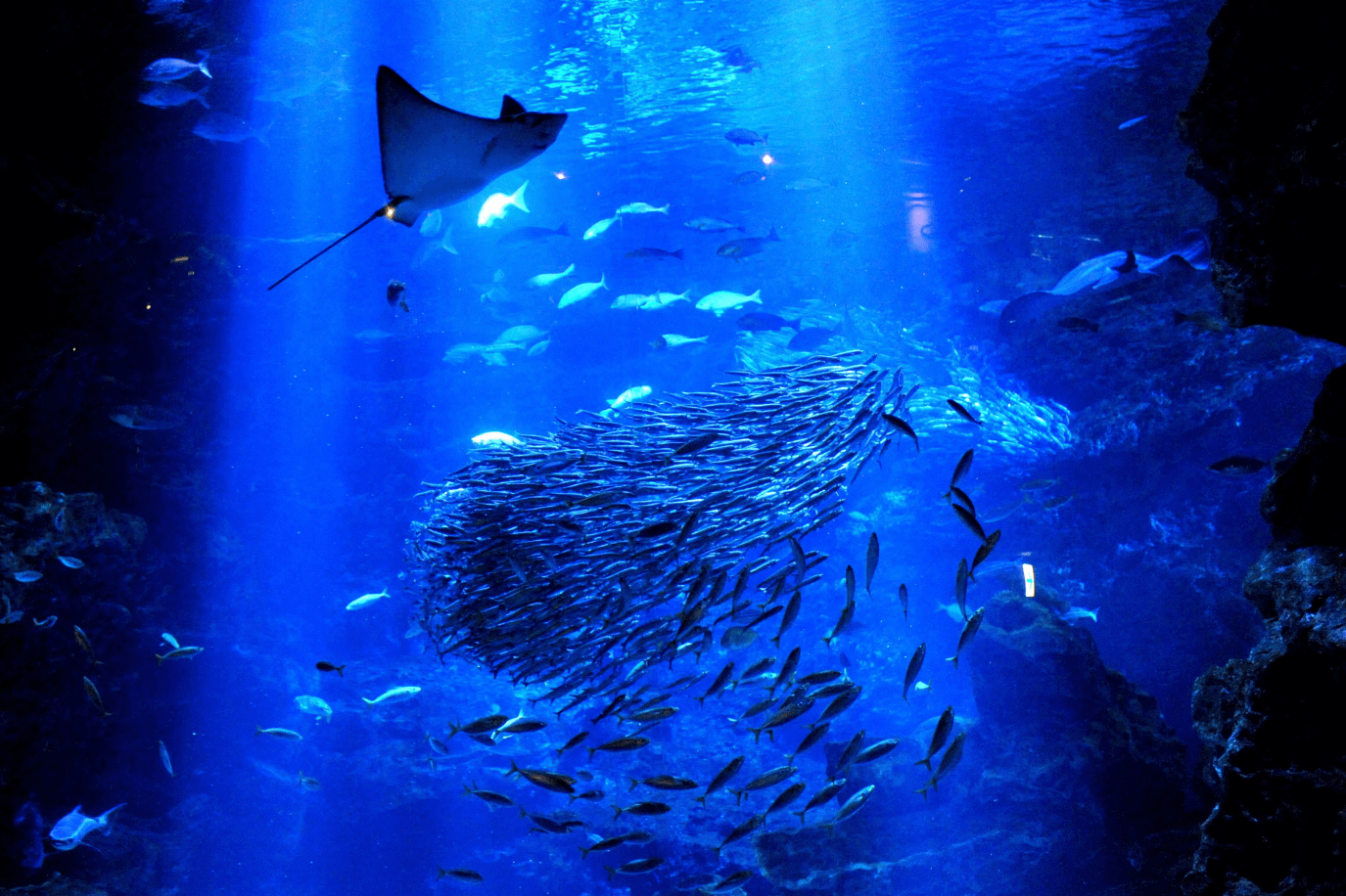 京都水族館の京の海大水槽