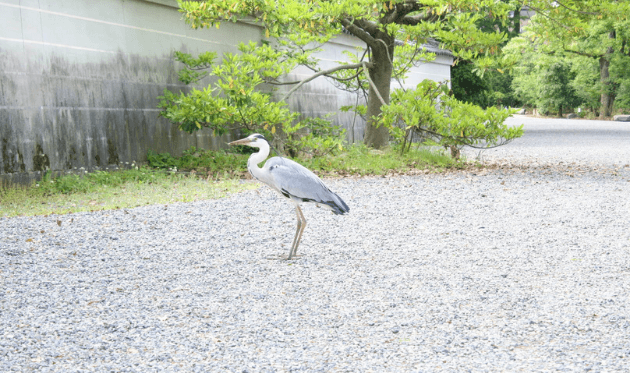 京都御苑 苑内の風景