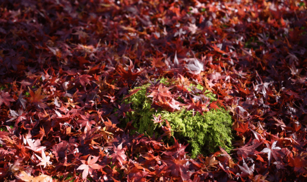 永観堂の散り紅葉