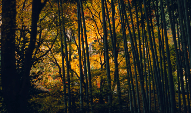 圓光寺の応挙竹林（紅葉）