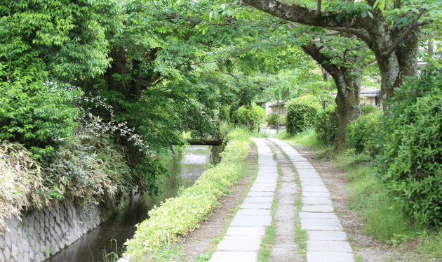 哲学の道の青もみじ