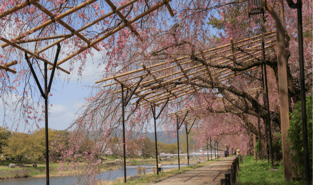 半木の道と桜