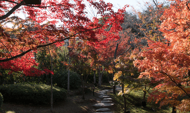 将軍塚青龍殿の紅葉（庭園）