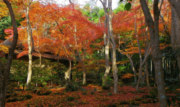 祇王寺の草庵（秋）